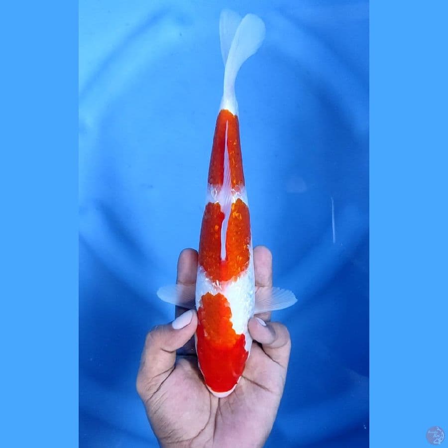 26CM # KOHAKU GINRIN PATTERN - F