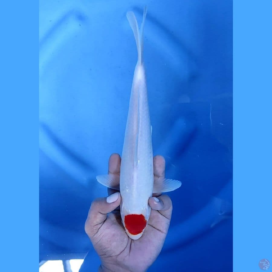 29CM # TANCHO - M