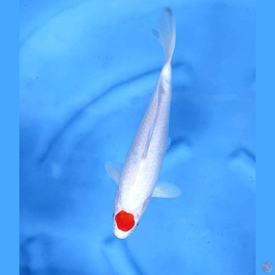 29CM # TANCHO ORIGINAL - F