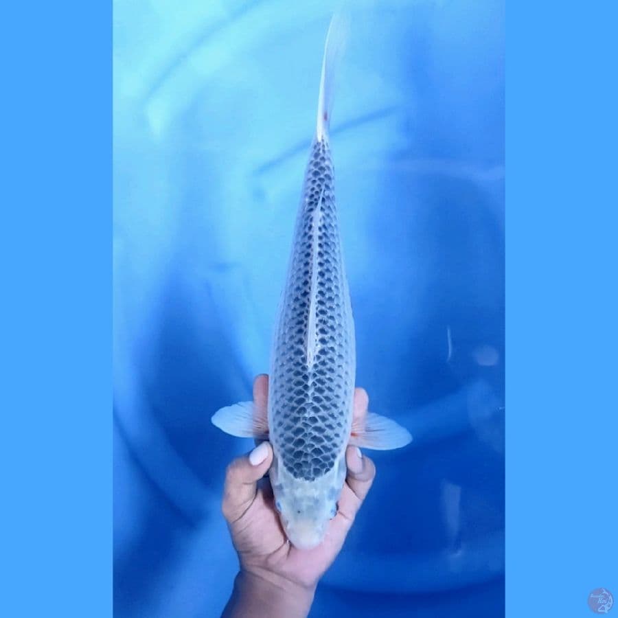 38CM # ASAGI JARING ISTIMEWA - F