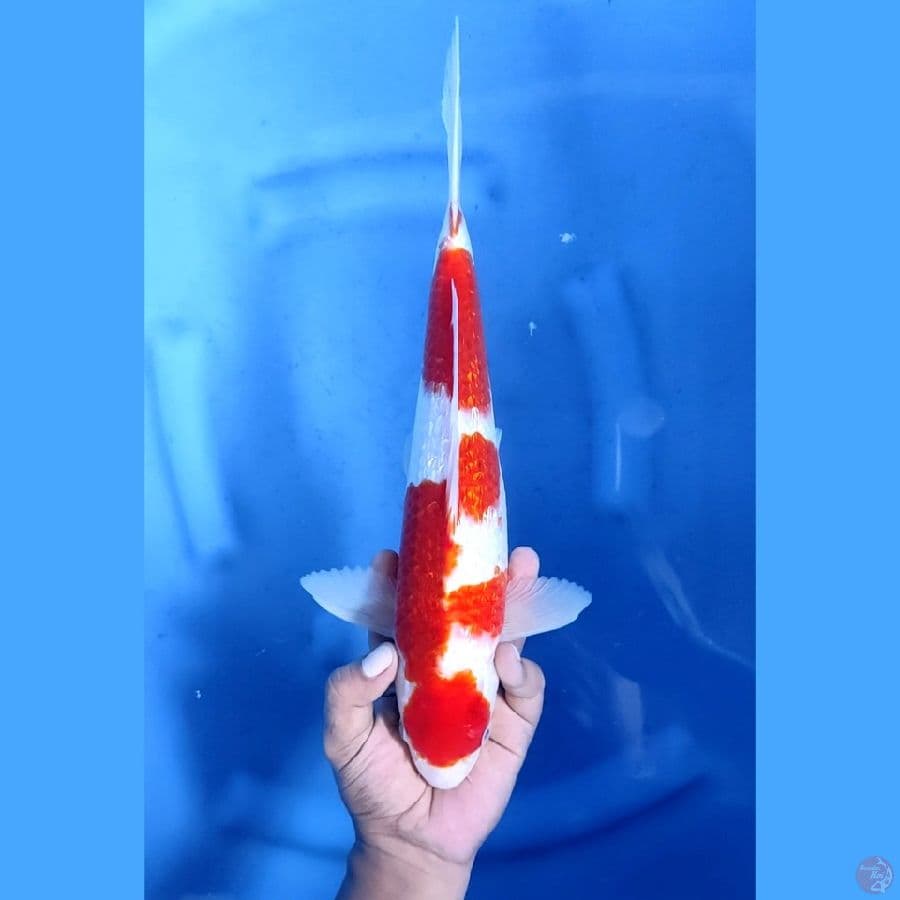 35CM # AI GOROMO GINRIN - M