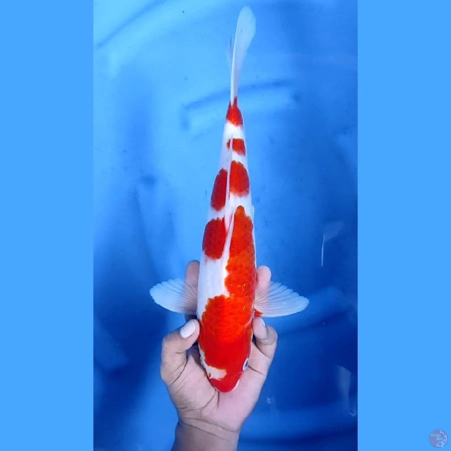 34CM # KOHAKU ORIGINAL - M