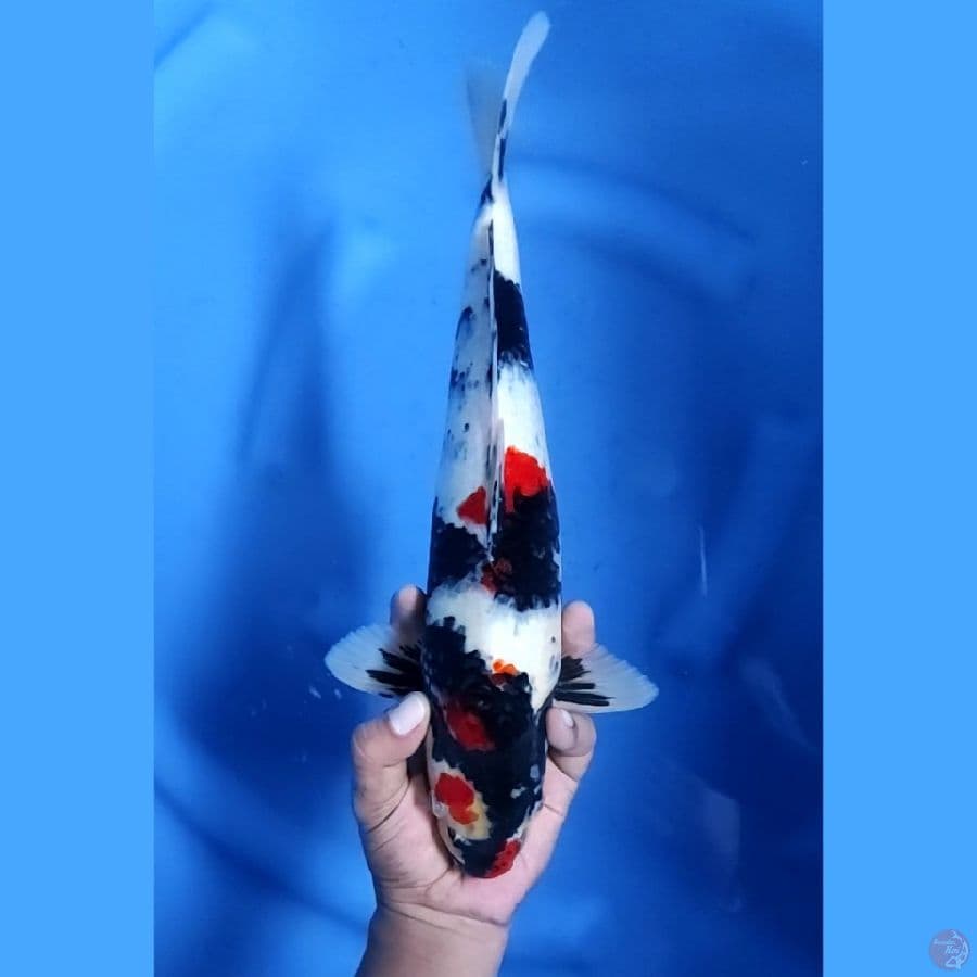 35CM # KINDAI SHOWA MOTOGORO - M