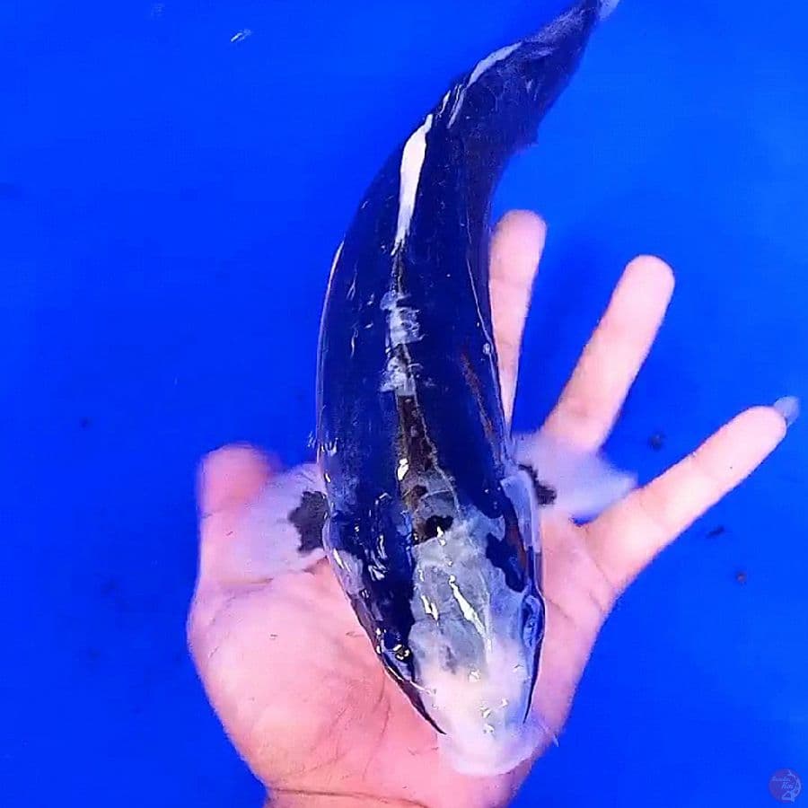 benikumon motogoro m32 cm