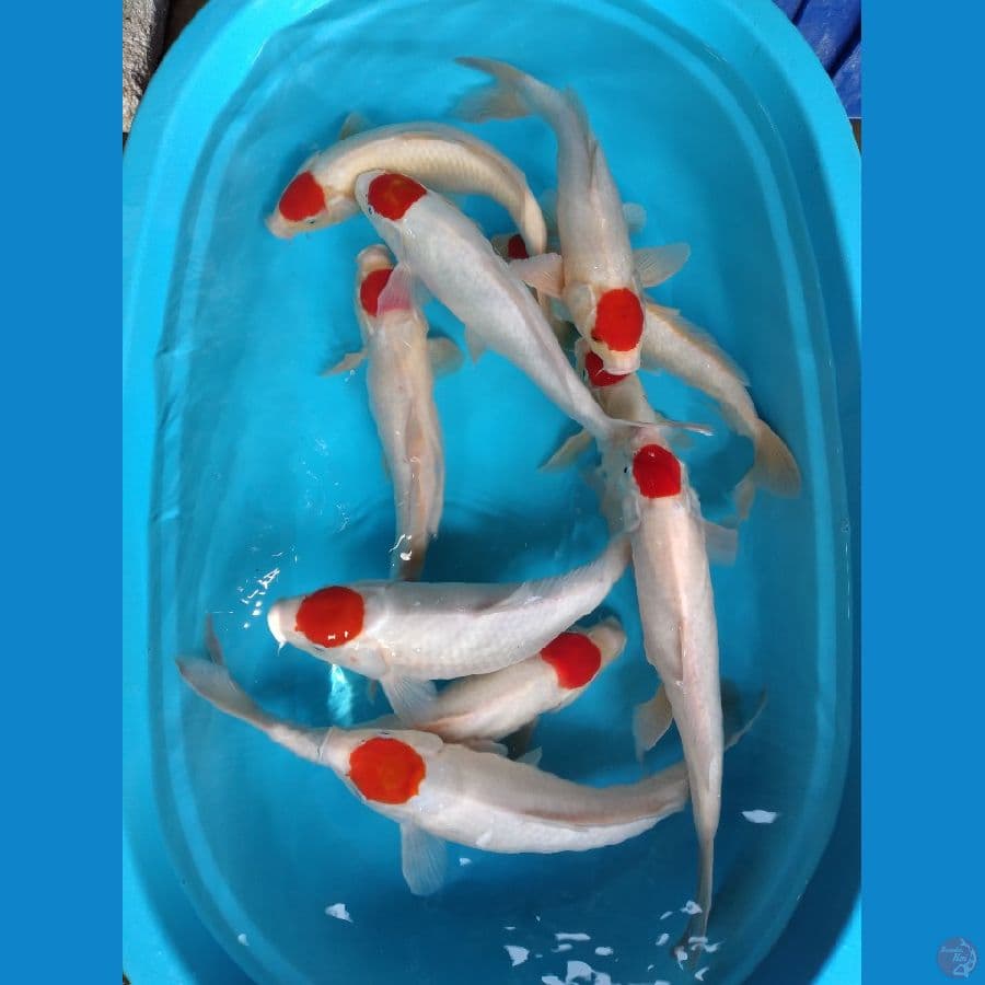 tc kohaku anakan F1 37 39 cm 10 ekor vidio japri