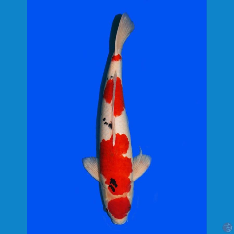 Maruten Sanke 54cm