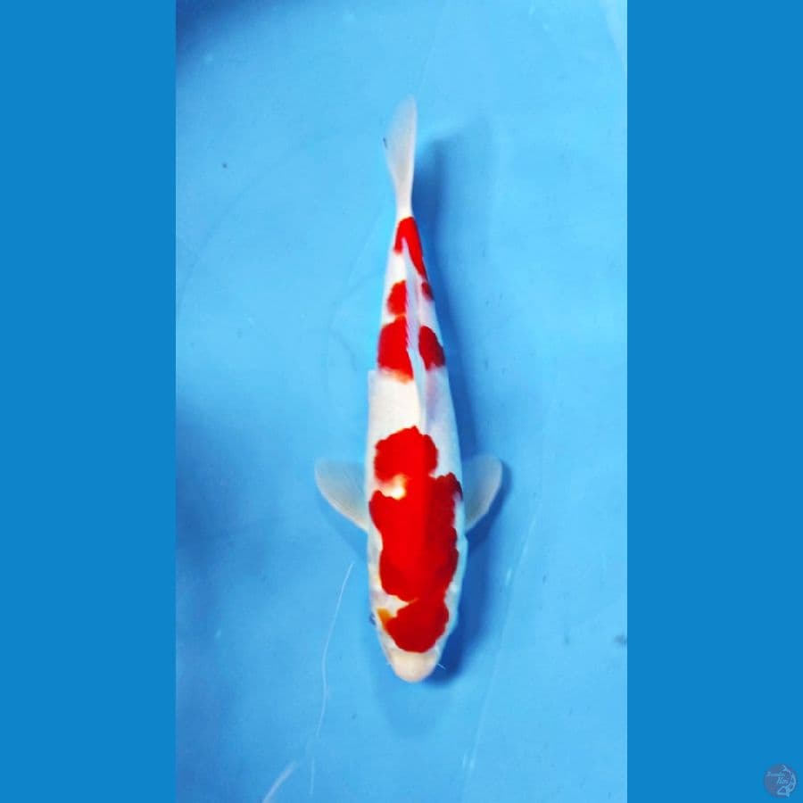 KOHAKU 27CM