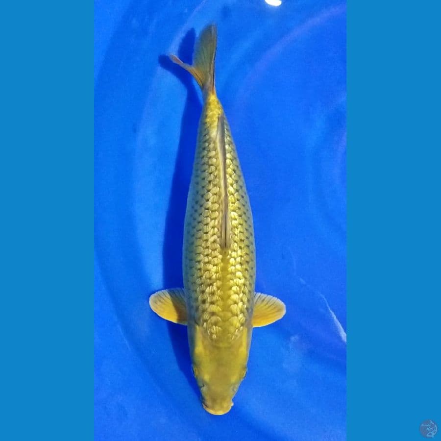 MIDORI GINRIN 38CM