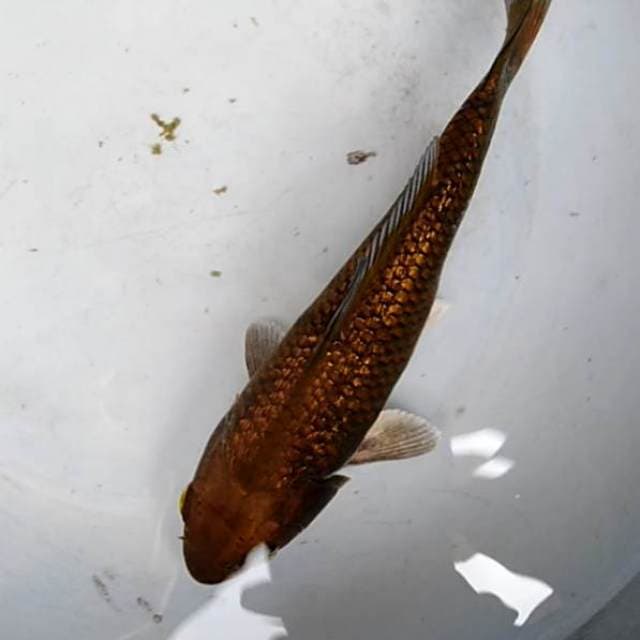 Cagoi tembaga ginrin