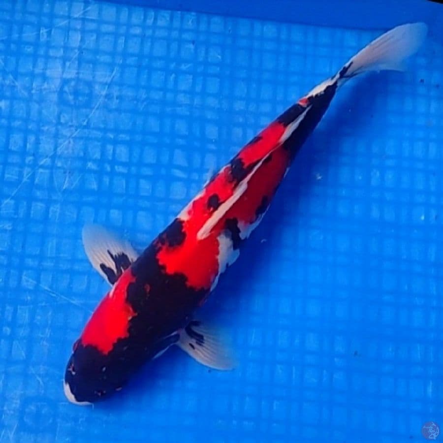 SHOWA SANSHOKU 35cm