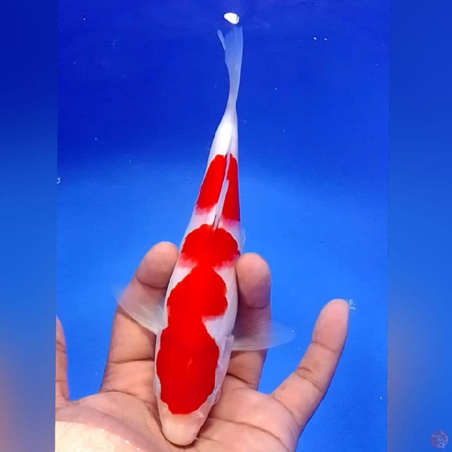 KOHAKU 21CM