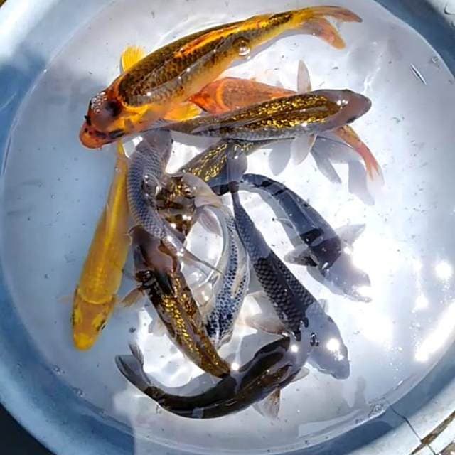 Penjinak kolam