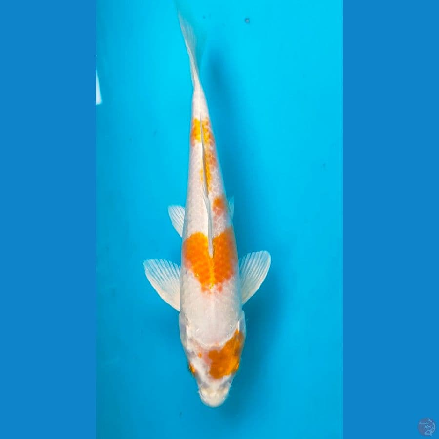 hariwake 26cm male