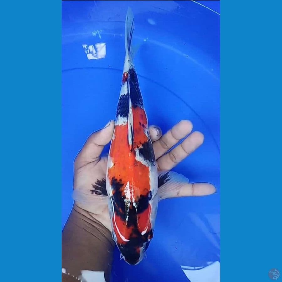 showa 33 cm