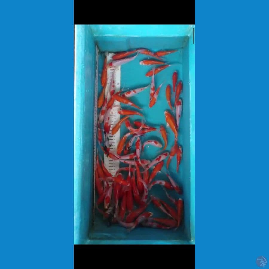 KOHAKU 15 bu cm