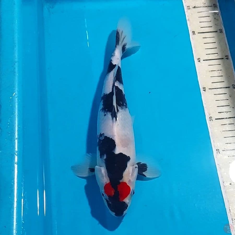 TANCHO SHOWA 30 CM