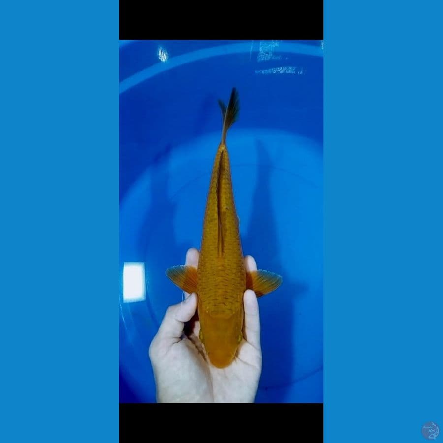 Caramel 30CM Jantan Berpunuk