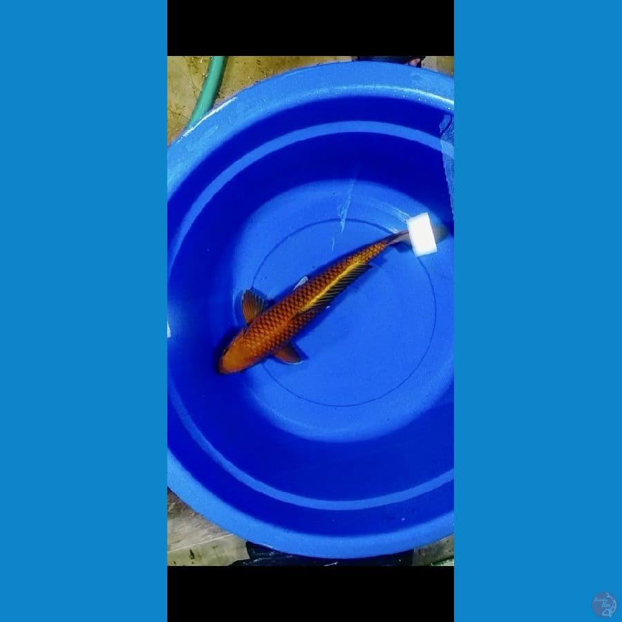 Super Ring Chagoi 45cm Male