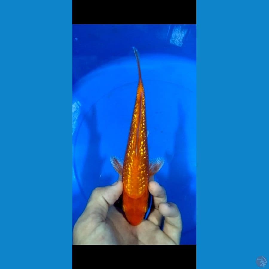 RED KARASI 20CM