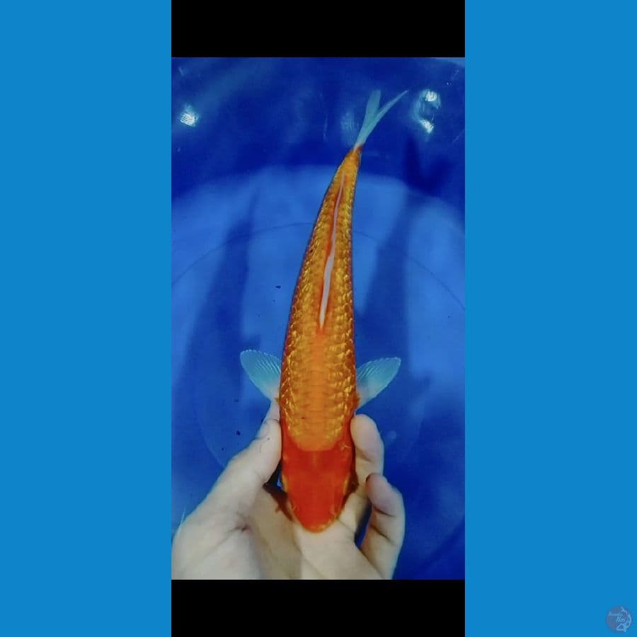 RED KARASI 30CM