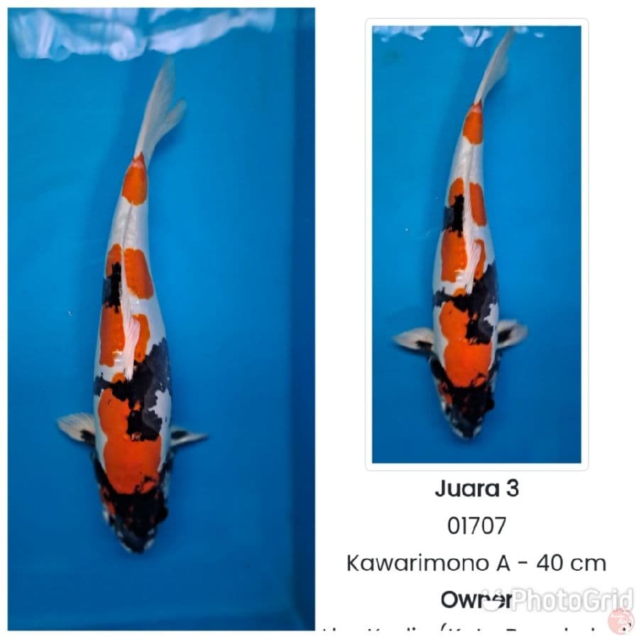 kin Showa Doitsu 40cm SQ