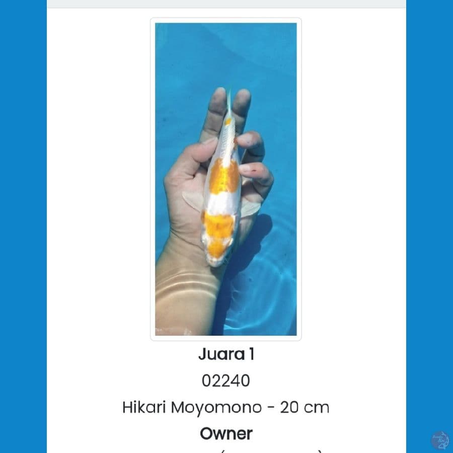 hariwake Doitsu 30cm SQ