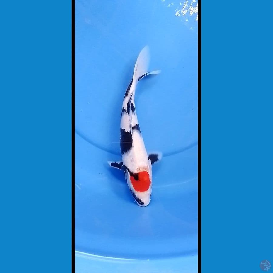 Tanco showa 29 cm