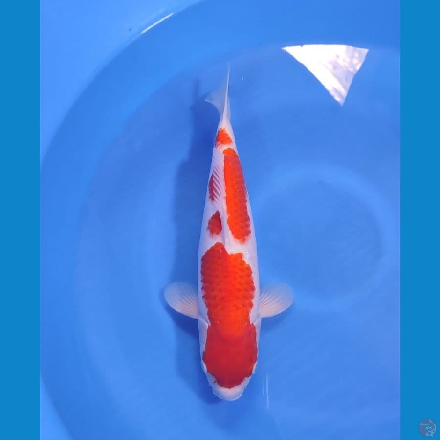 KOHAKU ORIGINAL 40 CM - FEEMALE