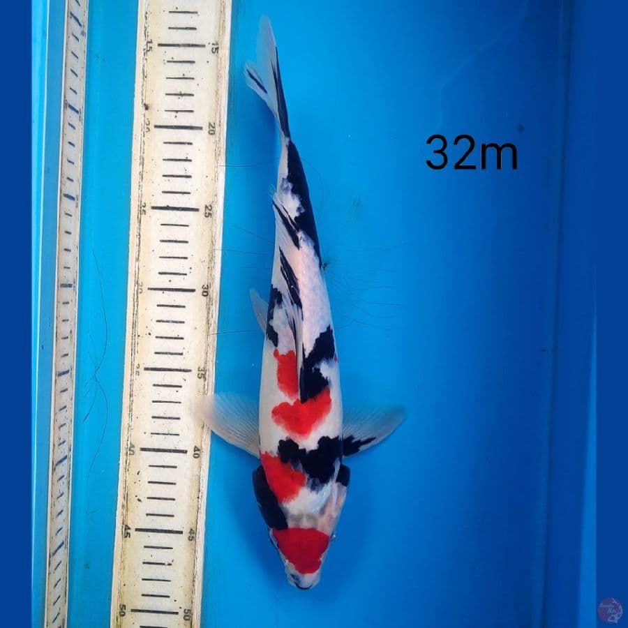 maruten showa, 32cm male