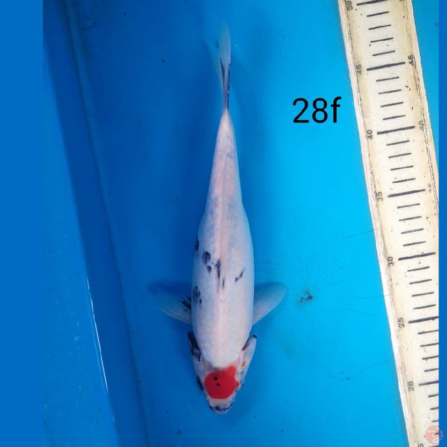 tancho showa ORI, 28cm female