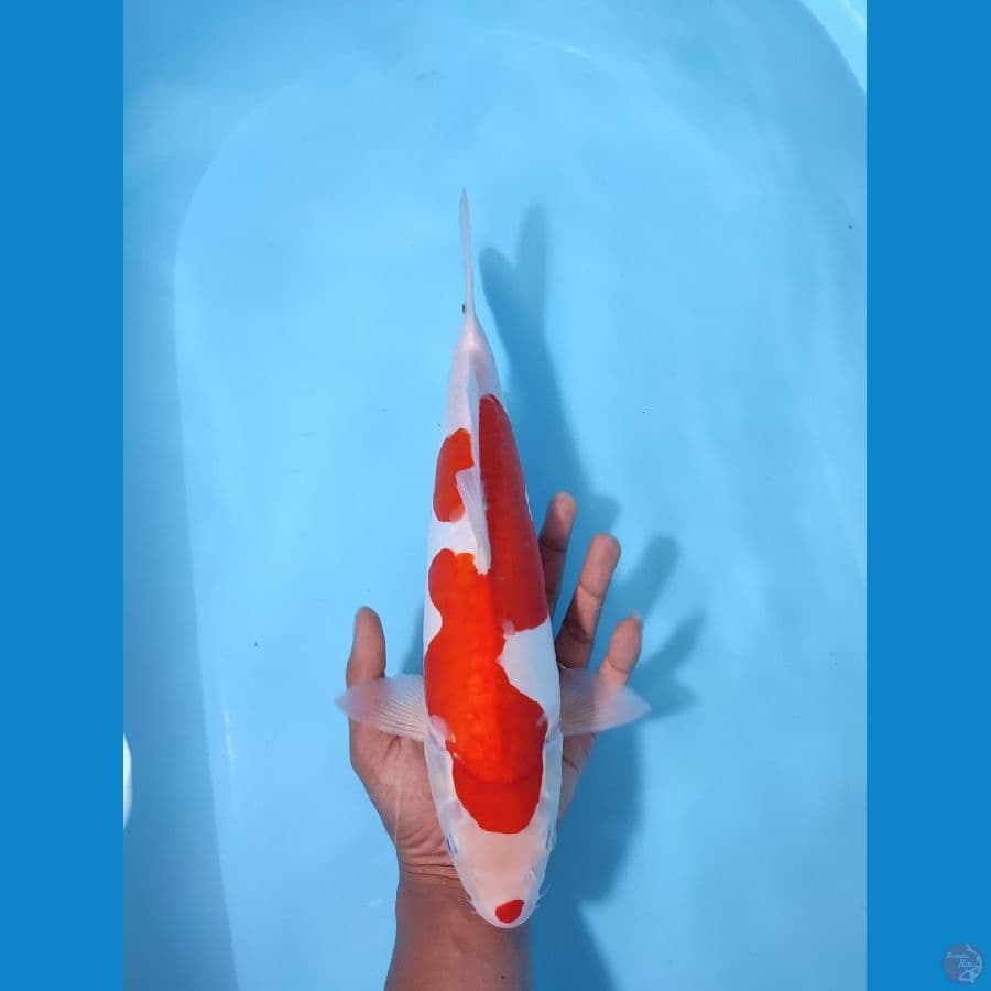 KOHAKU 36 CM - FEEMALE