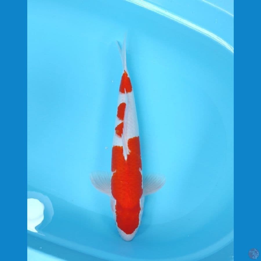 KOHAKU 44CM - FEEMALE