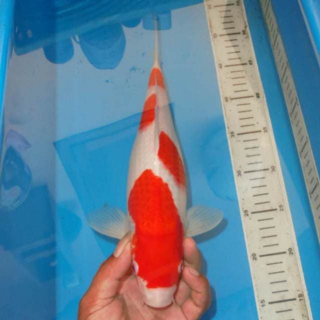 KOHAKU