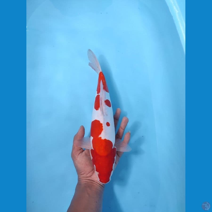 KOHAKU 34 CM - FEEMALE