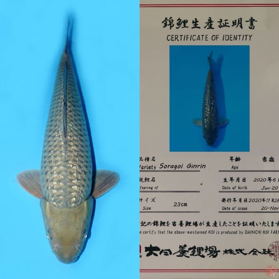 SORAGOI GINRIN HQ DAINICHI 48CM