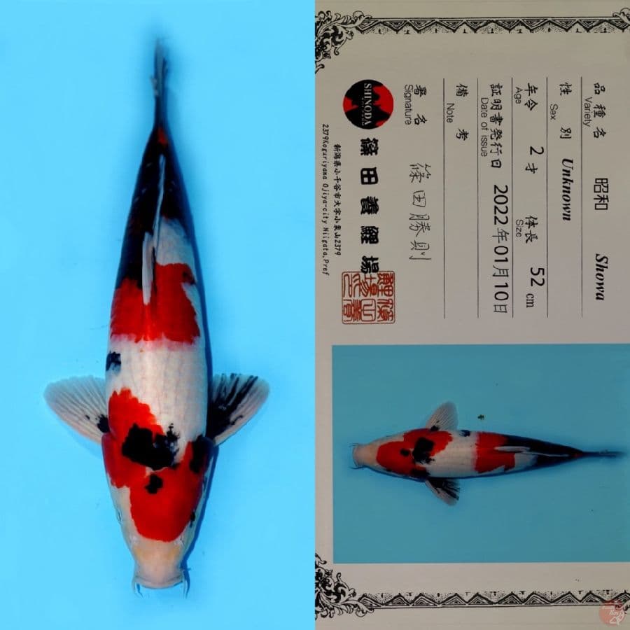 SHOWA SANSHOKU HQ SHINODA 52CM