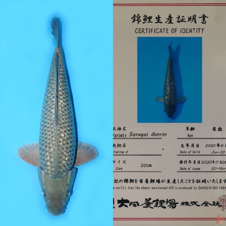 SORAGOI GINRIN HQ DAINICHI 45CM