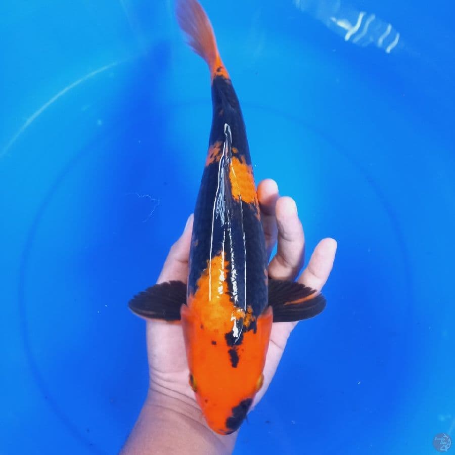 HI UTSURI//32 CM