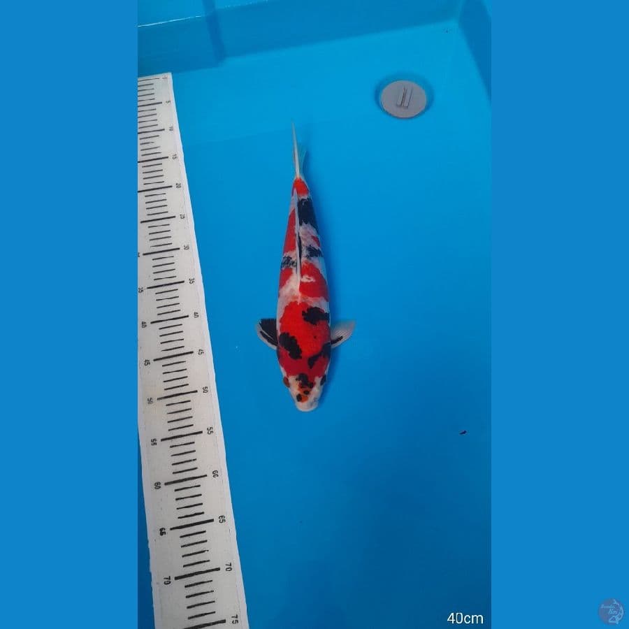 showa 40 cm HQ pangkal tebal male