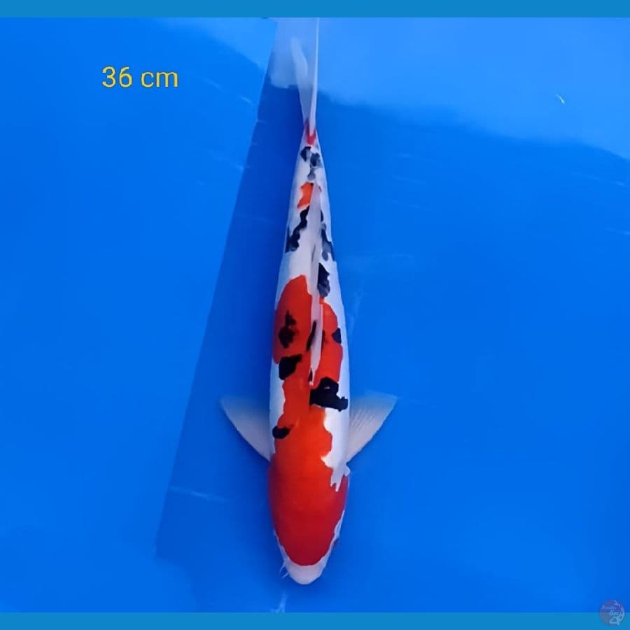 Sanke doitsu 36 cm (stronge)