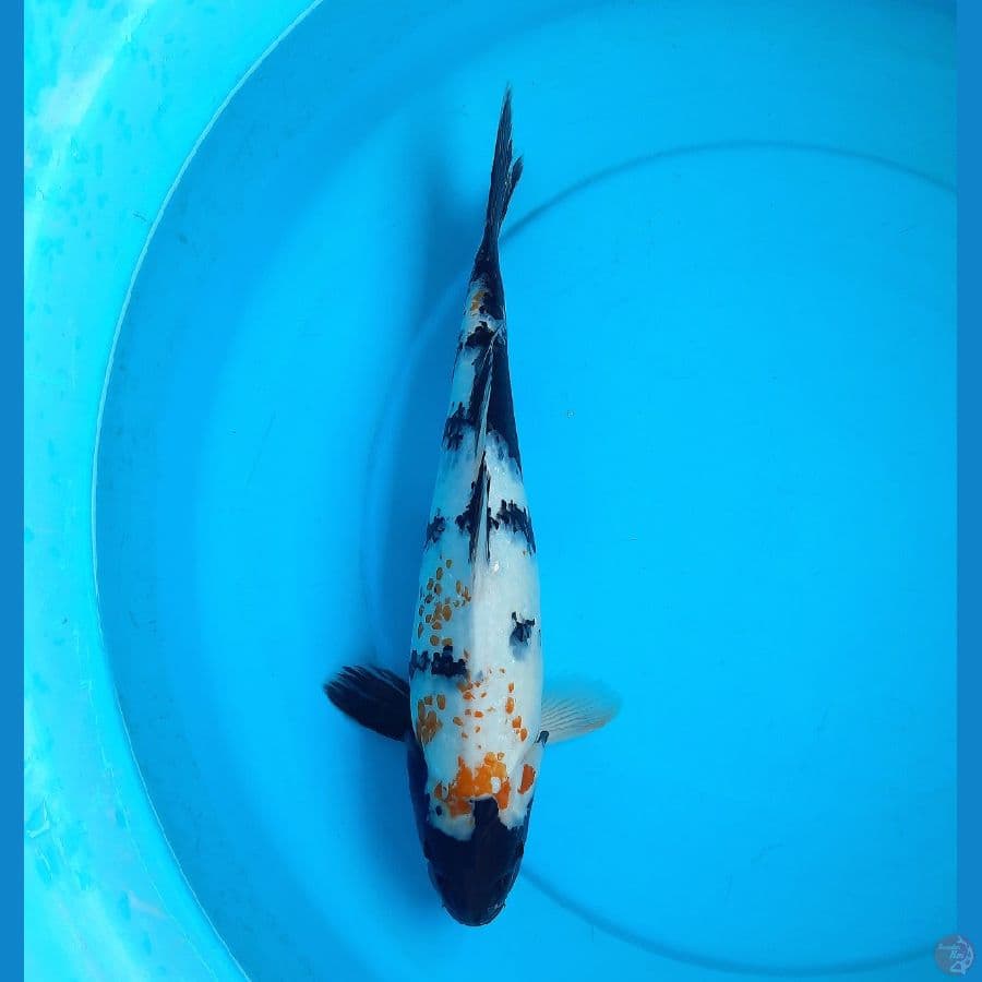 38cm showa kanoko female