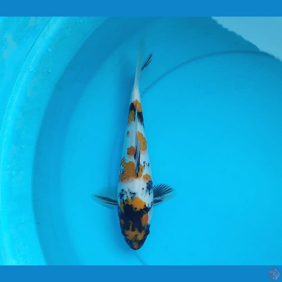 Ki showa 32cm female