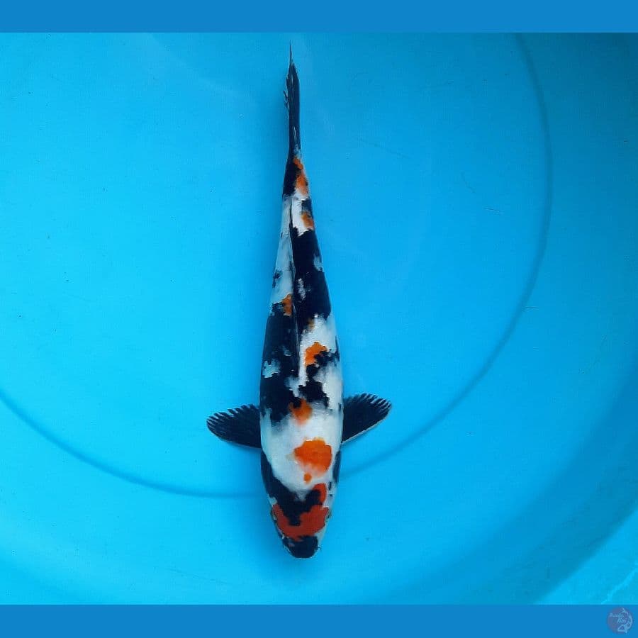 Maruten showa 30cm female