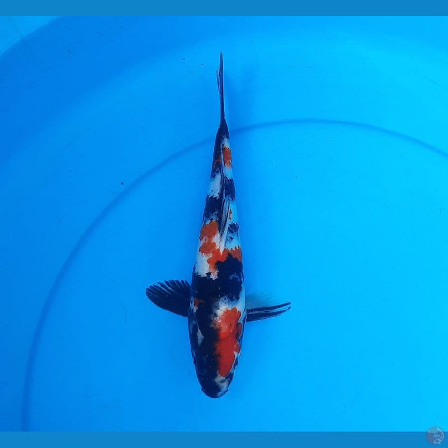 Showa sanshoku 24cm