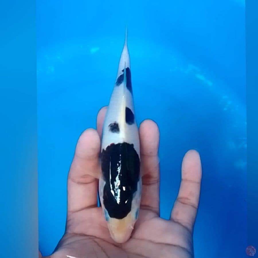 BODO GOROMO M18