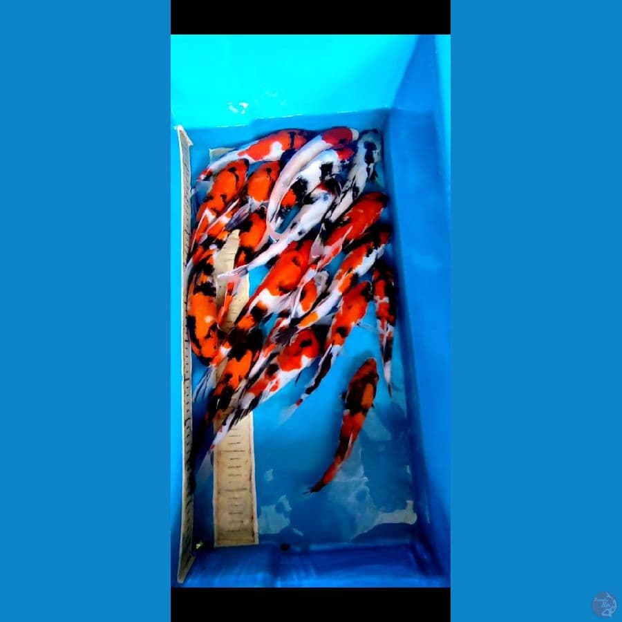 PAKET MIX SHOWA 23 27 CM _ 18 EKOR