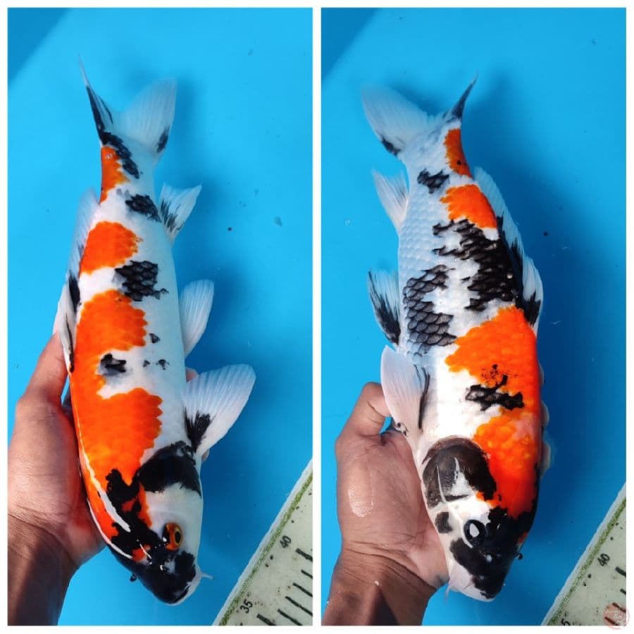 SHOWA SHANSOKU 40 CM MALE ORIGINAL