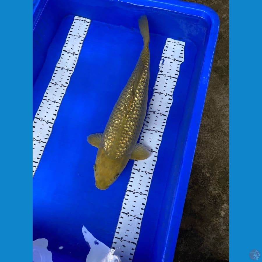 midori 41 cm