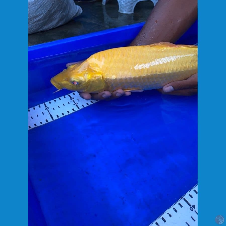 karasi lemon jumbo