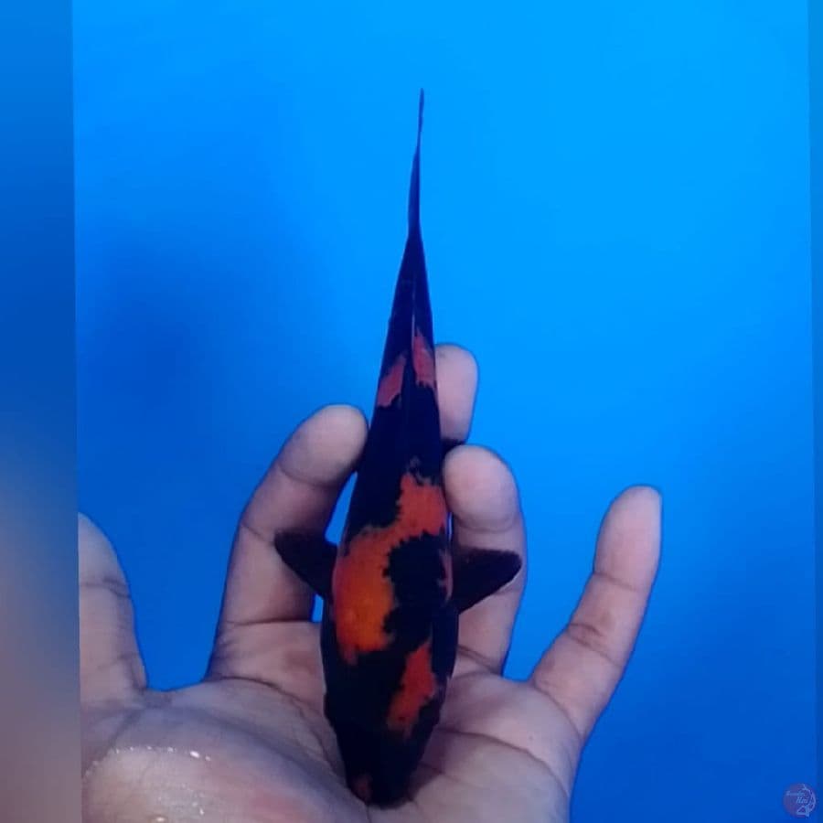 UTSURI sQ 17CM